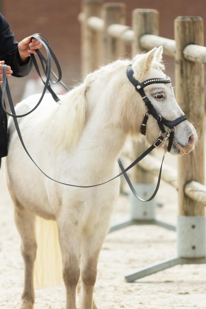 Voor het allerbeste huis, pony merrie 96cm, Dieren en Toebehoren, Pony's, Merrie