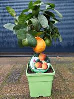 Citrus Limetta Rossa di Rangpur / Citrus x Limonia H: 50 cm., Ophalen, Minder dan 100 cm, Volle zon, Citroenboom