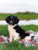 🖤Lieve raszuivere Friese Stabij pups zoeken baasjes🖤, Dieren en Toebehoren, Honden | Retrievers, Spaniëls en Waterhonden, Overige rassen