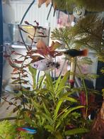 2 Platy vissen te koop, Dieren en Toebehoren, Vis