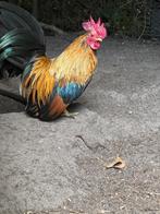 Raszuivere Serama, Dieren en Toebehoren, Pluimvee, Mannelijk, Kip