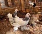 Brahma kriel, Dieren en Toebehoren, Pluimvee, Meerdere dieren, Kip