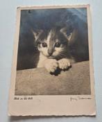 Schattige kitten, Verzenden, Gelopen, Hond of Kat