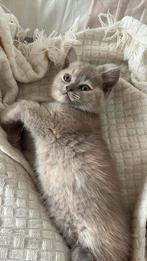 Britse kort haar kitten, Dieren en Toebehoren, Katten en Kittens | Raskatten | Korthaar, Poes, Ontwormd