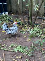 Serama kippen, Dieren en Toebehoren, Pluimvee, Meerdere dieren, Kip