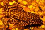 Pterygoplichthys gibbiceps algeneter - Koidreams Valburg, Dieren en Toebehoren, Vissen | Aquariumvissen, Vis, Zoetwatervis