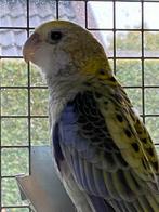 Bleekkop rosella parkieten, Dieren en Toebehoren, Vogels | Parkieten en Papegaaien, Meerdere dieren, Parkiet, Geringd
