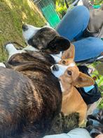 Binnenkort verwacht Welsh Corgi Gardigan pups met stamboom, Overige rassen, 8 tot 15 weken, CDV (hondenziekte), Meerdere