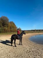 Wandel of weidemaatje te koop, Dieren en Toebehoren, Paarden, Gechipt, Ruin, Niet van toepassing, 11 jaar of ouder