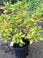 Rhododendron Cunningham white, Ophalen, Rhododendron, Minder dan 100 cm