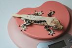 Prachtige lieve lilly white wimpergekko man, Hagedis, 3 tot 6 jaar