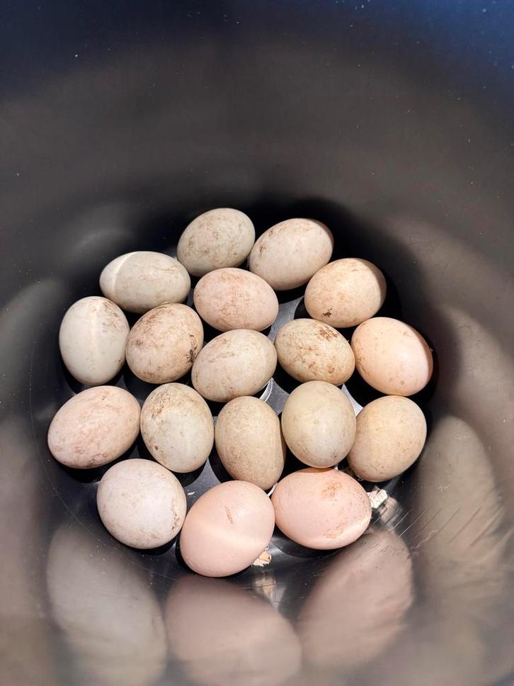 Broedeieren loopeenden, Dieren en Toebehoren, Pluimvee, Eend, Geslacht onbekend