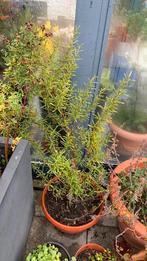 Rozemarijn met pot €10, Bloeit niet, Overige soorten, Minder dan 100 cm, Ophalen
