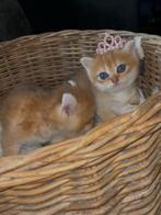 Britse korthaar kittens, Dieren en Toebehoren, Poes, Ontwormd, 0 tot 2 jaar