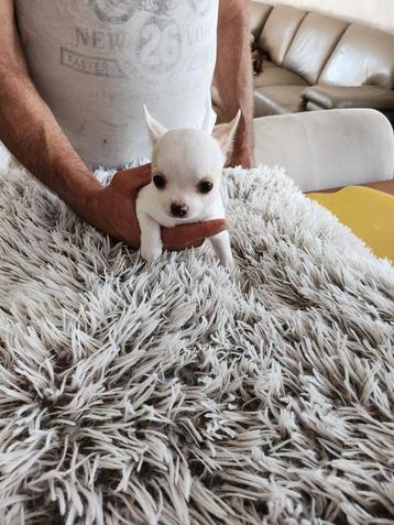 Raszuivere chihuahua puppy's, kortharig beschikbaar voor biedingen