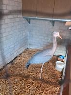 Paradijskraanvogel, Dieren en Toebehoren, Vogels | Overige Vogels, Mannelijk, Geringd