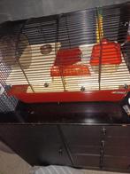 Goudhamster inclusief kooi, November, Mannelijk, Hamster