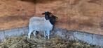 Te koop dorper ooi en ooilam, Dieren en Toebehoren, Schapen, Geiten en Varkens, Vrouwelijk, Schaap