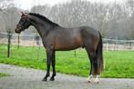 2,5 jarige New forest, Dieren en Toebehoren, Pony's, Hengst, 3 tot 6 jaar