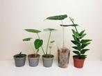 Set populaire baby kamerplantjes, hoya, alocasia, Overige soorten, In pot, Minder dan 100 cm, Groene kamerplant