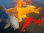 Koi karpers, albino steur en diamant steur, Dieren en Toebehoren, Vissen | Vijvervissen, Steur