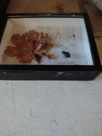 Torren vitrine schoolvitrine sale!, Antiek en Kunst, Ophalen