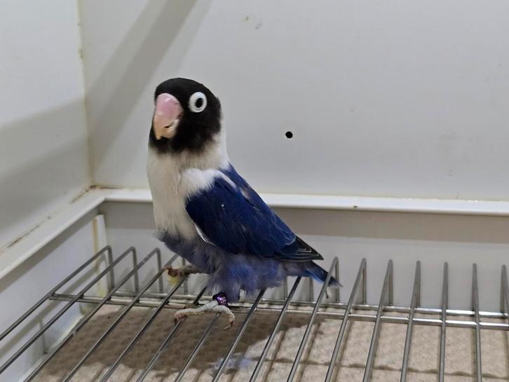 Apoginares en personata’s 8 vogels in totaal, Dieren en Toebehoren, Vogels | Parkieten en Papegaaien, Dwergpapegaai of Agapornis