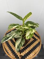 Monstera Standleyana Stardust - Nieuw & Speciaal!, Overige soorten, In pot, Minder dan 100 cm, Groene kamerplant