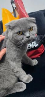 Lieve scottish fold, Poes, Ontwormd, 3 tot 5 jaar