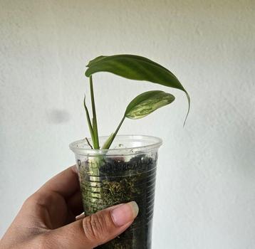 Philodendron Florida Beauty X Paraiso Verde stek beschikbaar voor biedingen