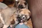 AKITA INU PUPS TEKOOP, Dieren en Toebehoren, Rabiës (hondsdolheid), Overige rassen, 8 tot 15 weken, Meerdere