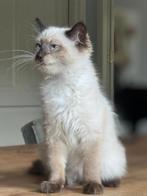 Prachtig Ragdoll katertje, Dieren en Toebehoren, Katten en Kittens | Overige Katten, Kater, Langharig, 0 tot 2 jaar