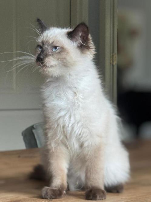 Prachtig Ragdoll katertje, Dieren en Toebehoren, Katten en Kittens | Overige Katten, Langharig, Kater, 0 tot 2 jaar