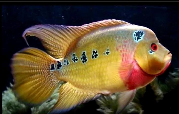 Amphilophus Trimaculatus zuivere groep, Dieren en Toebehoren, Vissen | Aquariumvissen, Zoetwatervis, Vis