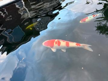 Kohaku mariboshi female, +- 75 cm beschikbaar voor biedingen