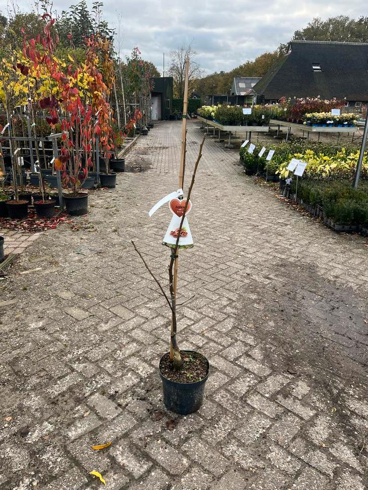Juglans regia - Walnootboom, Tuin en Terras, Planten | Bomen, Overige soorten, 100 tot 250 cm, Volle zon, Lente, In pot, Ophalen
