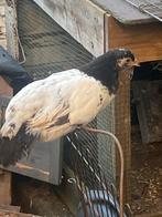 Lakervelder kippen, Dieren en Toebehoren, Pluimvee, Vrouwelijk, Kip