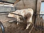 1 charolais pinken te koop, Dieren en Toebehoren, Vrouwelijk