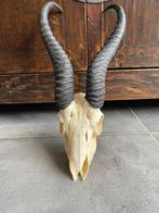 Prachtige schedel van springbok met hoorns, Verzamelen, Dierenverzamelingen, Ophalen of Verzenden, Zo goed als nieuw, Hert, Schedel
