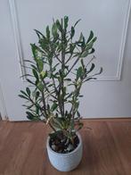 Euphorbia tardieuana, Ophalen of Verzenden, Halfschaduw, Minder dan 100 cm