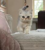 Prachtige Britse Korthaar poesjes, Blue Golden Shaded, Meerdere dieren, Ontwormd, 0 tot 2 jaar