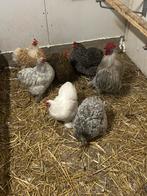 Cochin kriel van 1 jaar oud diverse kleuren, Dieren en Toebehoren, Pluimvee, Vrouwelijk, Kip