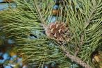 **ACTIE** Pinus nigra nigra, Oostenrijkse Den, Volle zon, Lente, Minder dan 100 cm, Overige soorten