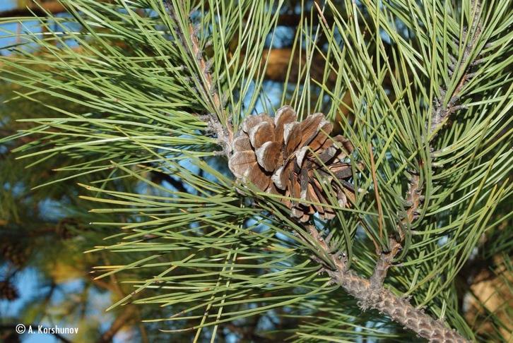 **ACTIE** Pinus nigra nigra, Oostenrijkse Den, Tuin en Terras, Planten | Bomen, Overige soorten, Minder dan 100 cm, Volle zon