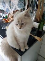 Prachtige kruising Sibeer / Radgoll kater 7mnd, Kater, Gechipt, 0 tot 2 jaar