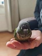 Pyrrhura molinae (wildkleur)               Samen🦜💞🦜 voor:, Meerdere dieren