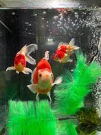 Tamasaba bol goudvis, Goudvis(sen)