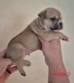 Franse bulldog pups, Dieren en Toebehoren, CDV (hondenziekte), 8 tot 15 weken, Bulldog, Meerdere