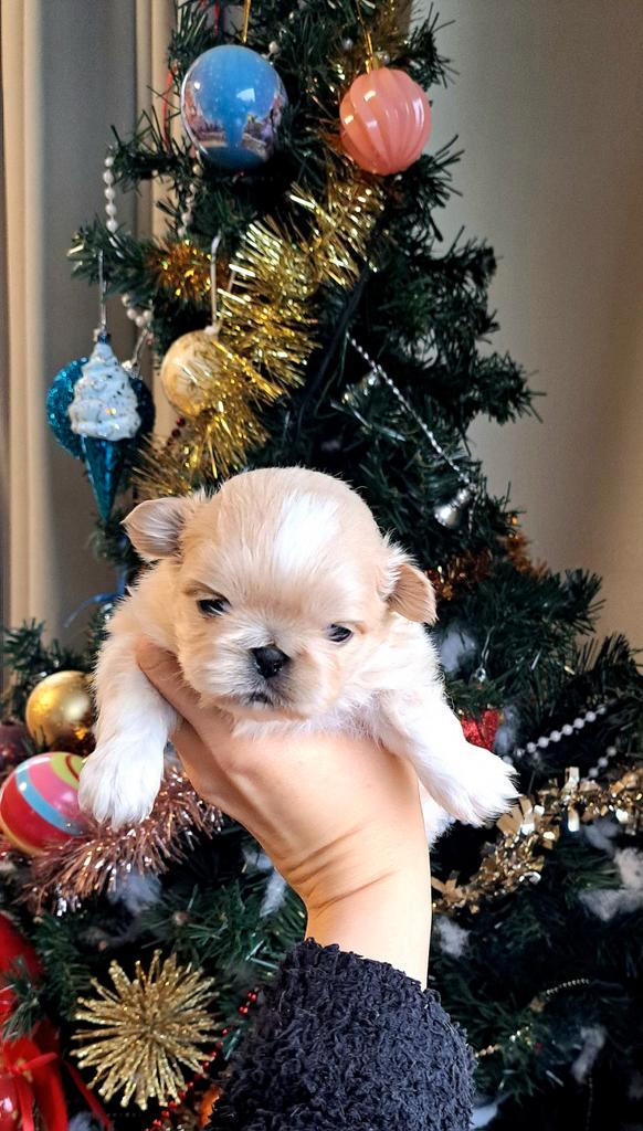 Prachtige pekinees puppies, Dieren en Toebehoren, Honden | Chihuahua's en Gezelschapshonden, Meerdere dieren, Pekingees of Dwergspaniel