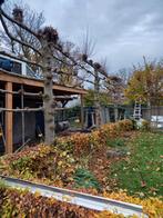 4 Mooie Leilindes - Volwassen, Tuin en Terras, Ophalen, Overige soorten